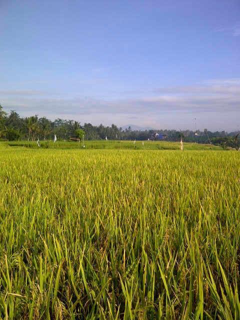 Villa Anandani Ubud Exteriör bild